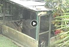 Perro realiza una sorprendente 'técnica ninja' para escapar de una jaula
