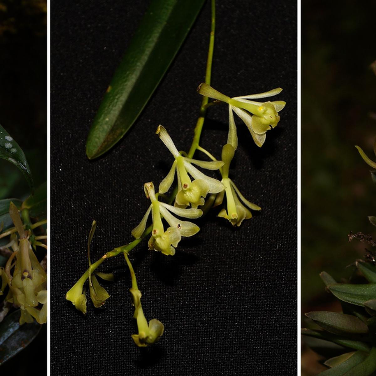 Descubren nuevas especies de orquídeas en el Bosque de Protección Alto Mayo  | Orquídeas | Rioja | San Martín | Moyobamba | VAMOS | EL COMERCIO PERÚ