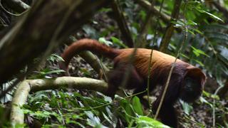 Monos aulladores mueren de sed por sequía en Colombia