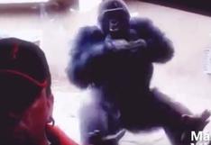 YouTube: gorila trata de atacar a un hombre que se tomaba selfie