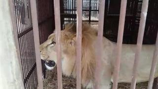Los 33 leones rescatados partieron de Lima hacia Sudáfrica