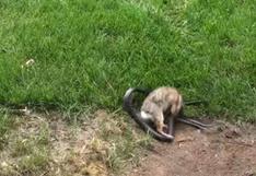 YouTube: Mamá coneja le da una "paliza" a una serpiente asesina 