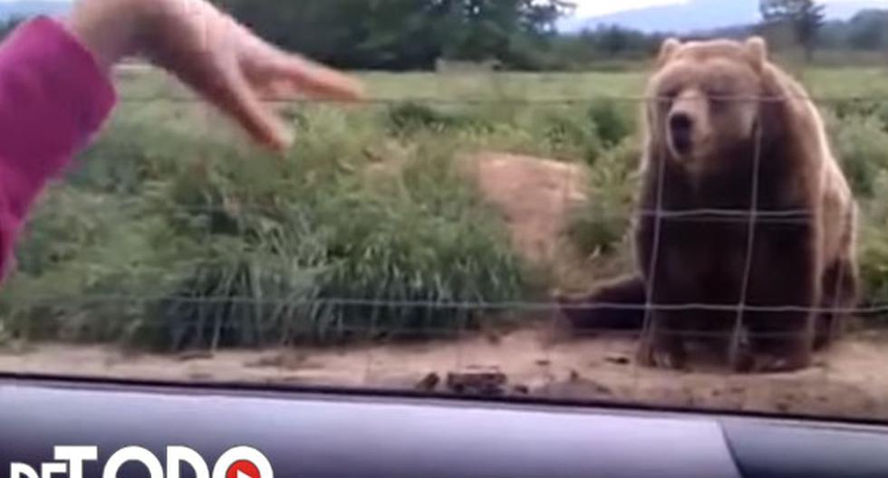 YouTube: un oso hizo lo que jamás imaginó esta mujer cuando iba en su coche. (foto: captura)