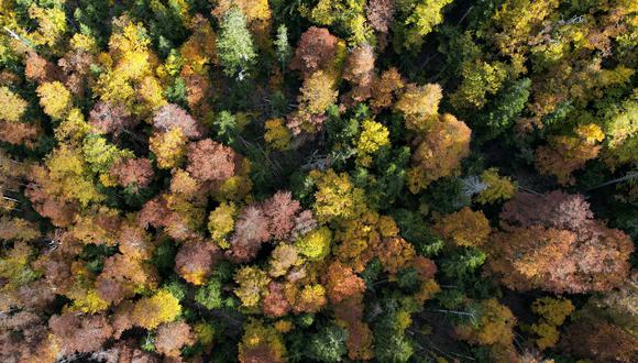 This aerial picture taken on October 26, 2021, shows the forest with autumn colours near Bastelica on the French Mediterranean island of Corsica. -  (Photo by Pascal POCHARD-CASABIANCA / AFP)