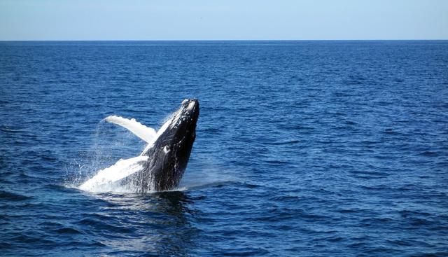 La ballena jorobada de este video regala un espectáculo sin igual en el mar. (Foto: Pixabay)