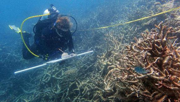 El 67% de los corales del norte de la Gran Barrera ha muerto