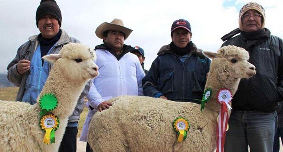 La crianza de camélidos constituye una de las actividades productivas y económicas más importantes en la zona altoandina. (Foto: Andina)
