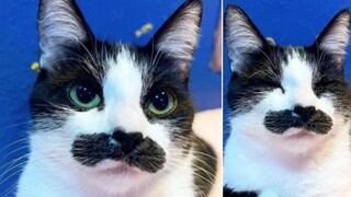 Conoce a Mostaccioli, la gata que es tendencia por su parecido con Freddie Mercury