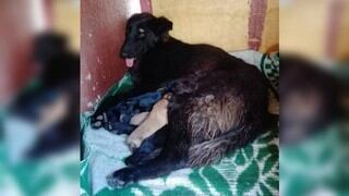 Lazzie, la perrita que perdió la vida tras proteger a sus crías durante el sismo de Loreto