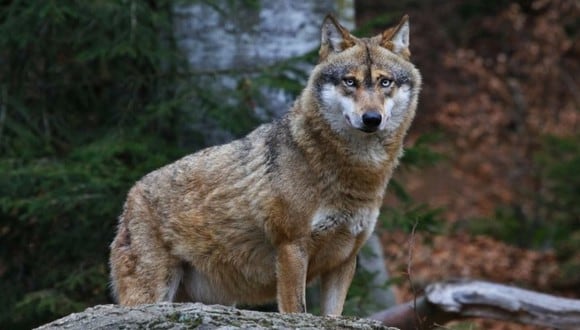 Lobo salvaje es grabado comiendo arándanos y remece las redes. | Foto: Shutterstock