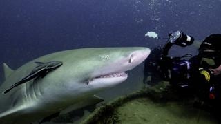 Bucear con tiburones: así es la experiencia de tener frente a frente al depredador más grande de los mares