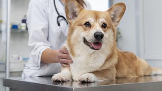 ChatGPT logró acertar un diagnóstico que el veterinario no vio: “Salvó a mi perro”