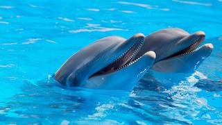 Cómo los delfines se aprovechan de otros animales para "drogarse"