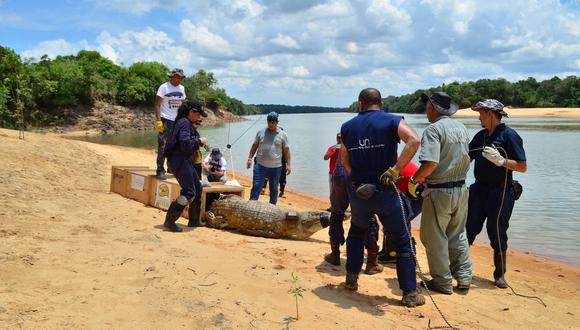 Liberación de cocodrilos del Orinoco adultos en el río Tomo. Foto: Camila Durán – WCS Colombia.