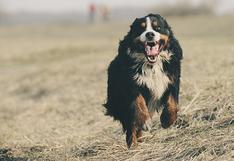 5 cosas que hace tu perro y te alertan para llevarlo al veterinario