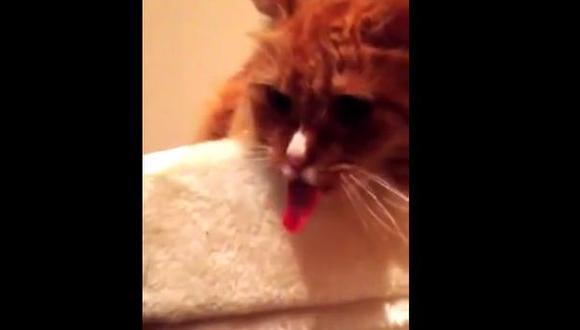 Facebook: gato que saca la lengua "al extremo" remece YouTube