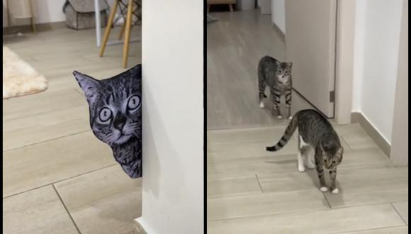 Dueños le hacen broma a sus gatos y su reacción te sacará carcajadas | VIDEO (Foto: TikTok/@cobofr).