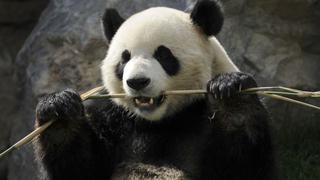 Osa panda engaña a un zoológico al fingir un embarazo