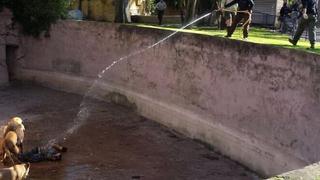 Hombre se lanza a fosa de los leones en zoológico de Barcelona