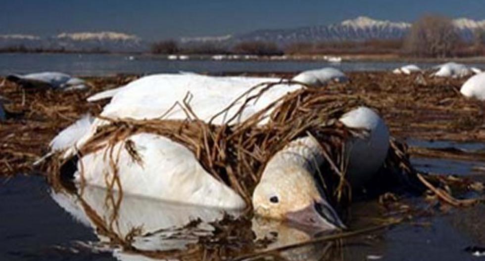 Los gansos murieron en pleno vuelo. (Foto: noticiassin.com)