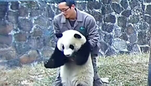 Lo que parecía un juego terminó siendo un asunto de 'vida o muerte' para este cuidador y un panda (Foto: @People's Daily, China 人民日报 / YouTube)