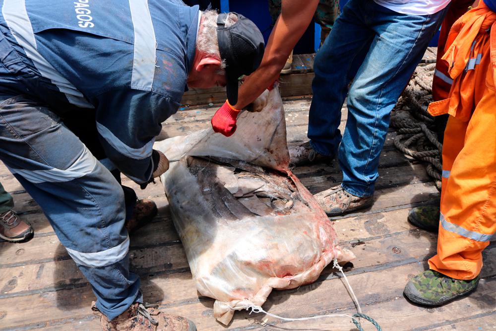 Aletas de tiburón al interior de sacos.