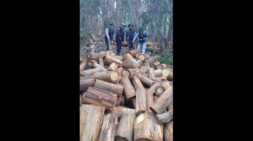 Puno: talan ilegalmente 300 eucaliptos en bosque de Yunguyo - 3