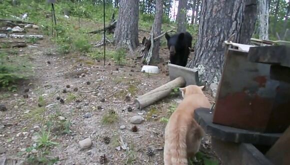 Un oso y un gato protagonizaron un curioso enfrentamiento. (Crédito: theCHIVE en Facebook)