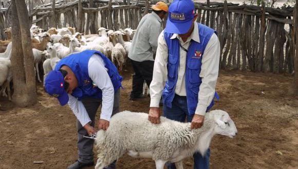 Fenómeno de El Niño: Minagri ejecuta plan para combatir plagas