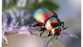 Crean robots escarabajos que pueden saltar y realizar tareas en espacios reducidos