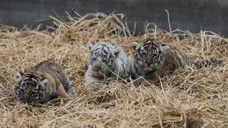 Parque de las Leyendas: conoce a las tres tigresas que nacieron en julio