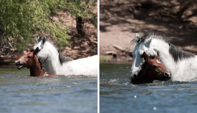 Caballo salvaje arriesgó su vida para salvar a un potrillo a punto de ahogarse en las aguas de un río. (Fotos: Becky Standridge en YouTube)