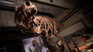 "El rex de los rexes", el Tiranosaurio rex más grande jamás descubierto