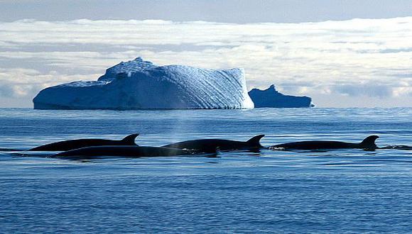 Japón mata 333 ballenas en su cacería anual en el Antártico