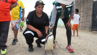 Pingüino rescatado de vivienda fue llevado a zoológico [FOTOS]