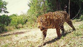 La cruel matanza de jaguares para el mercado negro de Surinam