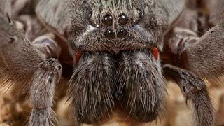 Nueva especie de araña sorprende a expertos por su gran tamaño