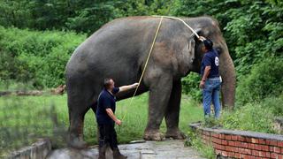 Obeso y maltratado: el único elefante que hay en Pakistán por fin será libre | FOTOS