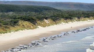 Confirman muerte de unas 200 ballenas que quedaron varadas en una remota playa australiana