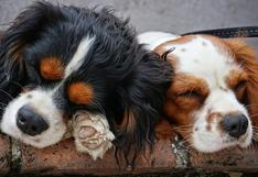 WUF: perros duermen plácidamente y detalle conmueve a usuarios