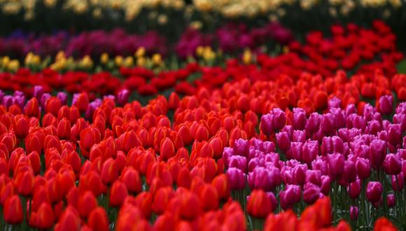 En el jardín Keukenhof predomina el estilo paisajístico inglés. (Foto: Getty Images)