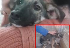 YouTube: así vive ahora el perro que tenía miedo a que lo acaricien