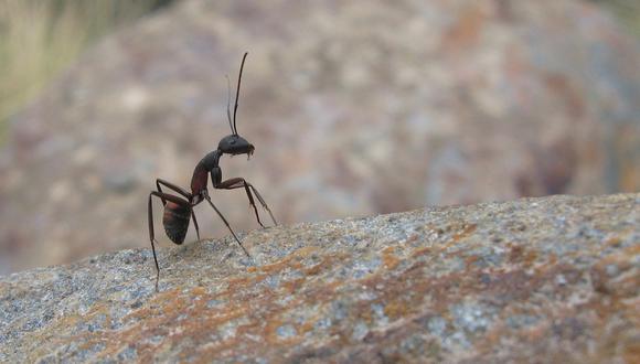 Las hormigas usan sus antenas para diversas funciones. (Foto: Pixabay)
