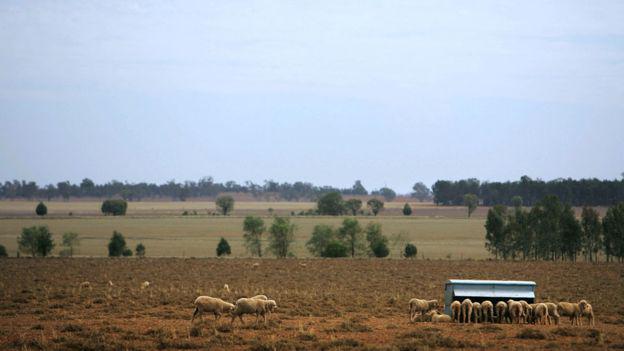 McDonald criaba ovejas en la granja de su familia en Nueva Gales del Sur. (Foto: Getty Images)