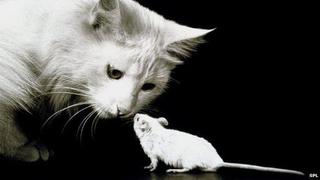 El arma secreta de los gatos para cazar ratones
