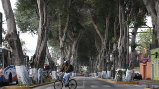 Barranco: retirarán ocho ficus de Av. Pedro de Osma por mal estado de raíces