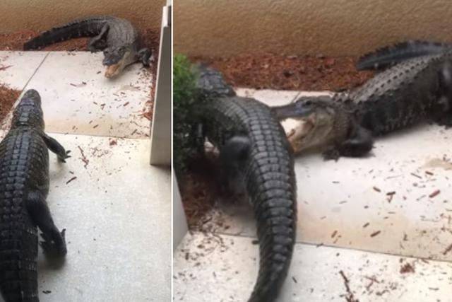 Los dos caimanes, de alrededor 7 pies de largo, pelearon en la puerta de una casa. (Facebook: Susan Geshel)