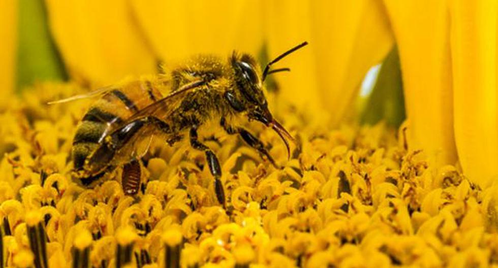 Esta abeja robot se utilizaría para combatir la contaste reducción de la población mundial de abejas. (Foto: Getty Images / Referencial)