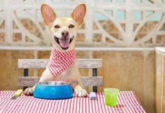 Consultorio WUF: ¿Qué alimentos caseros pueden perjudicar a tu mascota?