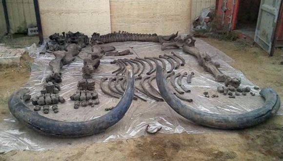 Científicos hallan en Siberia huesos de mamut de 126 mil años